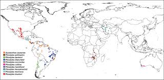 Image result for Apodanthaceae