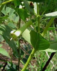 Image result for Fadogia tomentosa