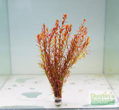 Image result for Rotala submersa