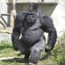 「ゴリラ」の画像検索結果
