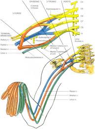 Brachial Plexus Injury Australia Bpi Image Brachial Plexus Products Medical Anatomy