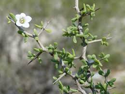 Image result for Lycium mascarenense