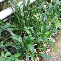 Image result for Chlorophytum sparsiflorum