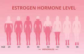 Estrogen Hormone Levels Chart Menopause Vector Stock
