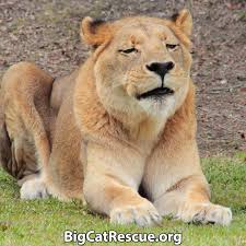 Lion Facts Lion Facts Big Cat Rescue Domestic Cat