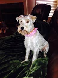 Adopt Nadia On Petfinder Small Dog Rescue Rescue Dogs Schnauzer Dogs