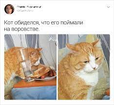 6 prichin po kotorym kot mozhet poteryat doverie k vam navsegda