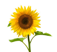 Résultat de recherche d'images pour "Una flor de otoño"