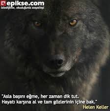 izlediginle okudugunla sosyalles epikse siyah kurtlar alman coban kopekleri kurt