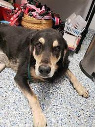 Angola In Labrador Retriever Meet Copper A Dog For Adoption Labrador Retriever Dogs Dog Heaven