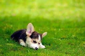 Visit www.diamondkcorgis.com for more information and pictures of available puppies.diamond. Hd Wallpaper Tri Color Pembroke Welsh Corgi Puppy Black And White Corgi Puppy Wallpaper Flare