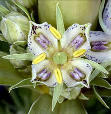 Image result for Swertia brownii