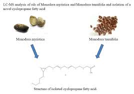 Image result for Monodora