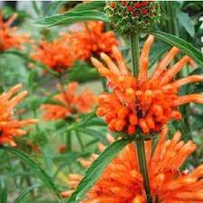 Image result for Leonotis decadonta