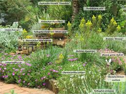 Image result for Eragrostis gummiflua