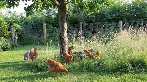 kippen los scharrelen kippen kippen houden huisdieren