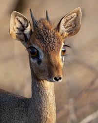 Image result for Cadaba kirkii