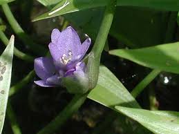 Image result for Monochoria