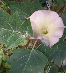 Image result for Datura