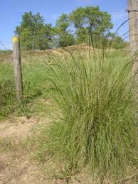 Image result for Eragrostis curvula