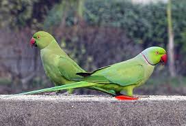 Determining Gender Of Ringneck Indianringneck Com