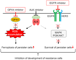 Image result for ALK Inhibitor