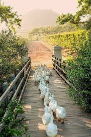 Down To The River We Would Go Wiggle Waggle To And Fro Sing Along With Us Farm Life Country Life Animals Beautiful
