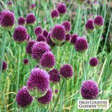 Drumstick Allium Allium Flowers Bulb Flowers Flowers Australia