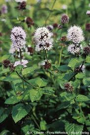 Image result for Mentha aquatica