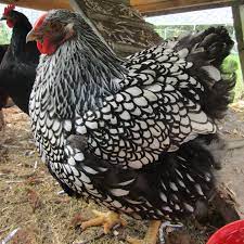 Maybe you would like to learn more about one of these? Silver Laced Wyandotte Chickens