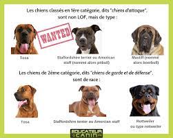 Du fait de leur mauvaise réputation, en france et dans de nombreux pays, il est interdit de vendre, d'acheter, de donner, d'importer des. Lois Interdictions Chiens 1ere Et 2eme Categorie En France