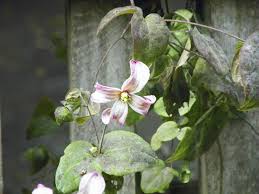 Group 2 includes vine types that flower in late spring or early summer and sporadically on new and old growth. Guide To Clematis Transplanting Tips On Replanting A Clematis Vine