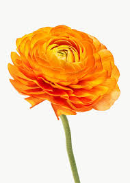 Bright Orange Ranunculus Flower Transparent Png Free Image By Rawpixel Com Teddy Rawpixel Orange Ranunculus Buttercup Flower Delphinium Flowers