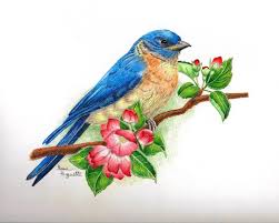 Sketch Bird On Branch Drawing Blue Bird Drawings 2 In 2020 Bird Drawings Color Pencil Art Bird Sketch