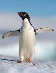 Ver Pelicula Penguins Pelicula Completa Online En Espanol Subtitulada Peliculas Completas Ver Peliculas Peliculas