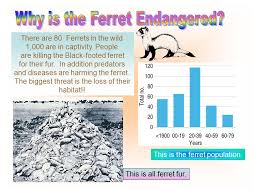 Project By Ashley Date 3 25 07 The Ferret Is A Member Of