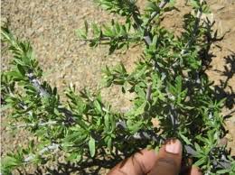 Image result for Acanthosicyos naudinianus