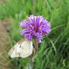 Image result for Vernonia galpinii