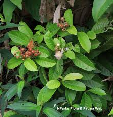 Image result for Tetracera