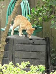 Your cat should have a designated, private spot to relieve themselves. How To Compost Your Cat S Litter