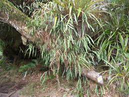 Image result for Oleandra