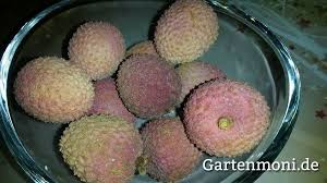 Litschi Lychee Litschi Selber Ansaen Und Pflegen Vegane Rezepte Ananas Pflanzen Pflanzen