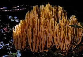 Image result for Ramaria stricta