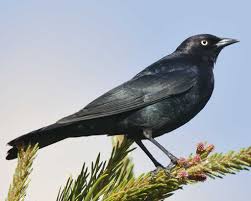 Michigan Bird With Black And White Striped Head Brewer S Blackbird Black Bird Bird Life List Backyard Birds