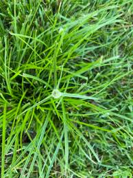 Image result for Kyllinga