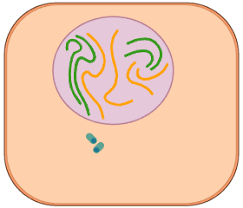 Mitosis Mitosis Biology Humor Mitosis Activity