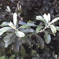 Image result for Brachylaena huillensis