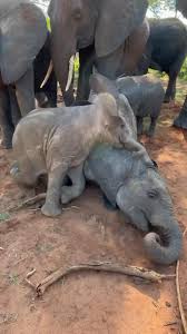 Mwana has grown from the coddled only child of Umani to the ...