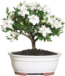 The evergreen gardenia tree adds eye appeal and fragrance to a home landscape or patio. Amazon Com Brussel S Live Gardenia Outdoor Bonsai Tree 4 Years Old 6 To 8 Tall With Decorative Container Not Sold In Arizona Garden Outdoor