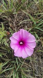 Image result for Ipomoea oenotherae